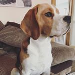 Bradley 🐶 - Instagram Profile Picture of Bradley 🐶 (@bradleybeagle) on Instagram