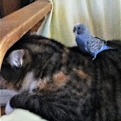 Profile Picture of Leanne Rodriguez Caouette (@leannerodriguezcaouette911) on Youtube