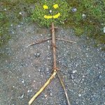 Profile Picture of Robert Zemánek (@r_zemanek) on Instagram