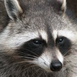 Profile Picture of Cathy The Coon (@that1coon) on Instagram