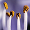 Profile Picture of Vikas Verma (@Vikas Verma) on Flickr