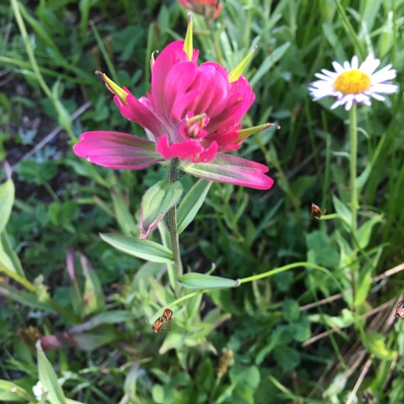 Profile Picture of Julie Buffham (@grandcanyon05) on Poshmark