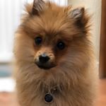 Profile Picture of david (@david.pomeranian) on Instagram