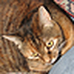Profile Picture of Alexis Taylor Litos (@alexistaylorbg) on Flickr