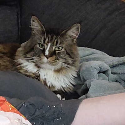 Profile Picture of Mitch (@grumpy4n6) on Twitter