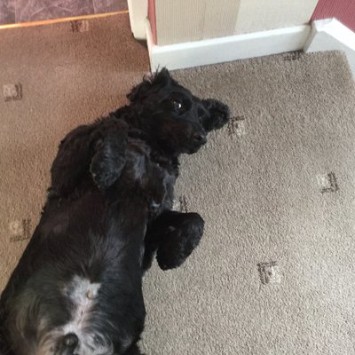 Profile Picture of Ray Harland (@RayHarland3) on Twitter