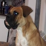 Profile Picture of paul boxer (@paulboxerdog) on Instagram