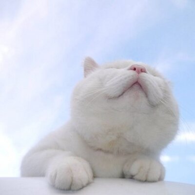 Profile Picture of Iris Chou (@irischou219) on Twitter