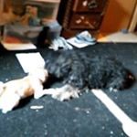 Profile Picture of Michael Peretti (@mperetti11) on Instagram