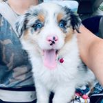 Profile Picture of Java Chip Harper (@java_chip_adventures) on Instagram