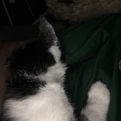 Profile Picture of David Calvert (@davidcalvert2625) on Youtube