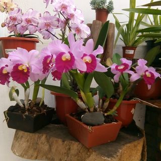 Profile Picture of Rosa Criollo (@rosa.criollo.35325) on Facebook