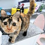 Profile Picture of Bianca Cordisco (@pickle_the_squirrel_cat) on Instagram