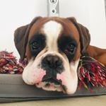 Profile Picture of Steven (@steven.theboxer) on Instagram
