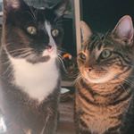 Profile Picture of ozzy and vinnie 🐾🎃🍂 (@oswaldandvincent) on Instagram