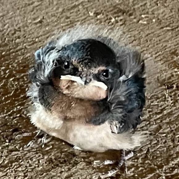 Profile Picture of Cami Campbell (@ccampbelll9) on Poshmark