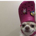 Profile Picture of Jemoyne Davidman (@jemoyne) on Instagram