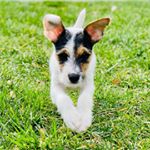 Profile Picture of Baxter Taylor (@bax.russell) on Instagram