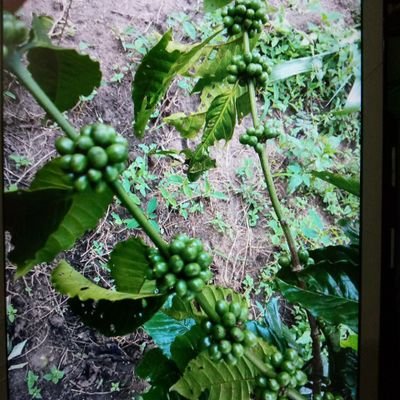 Profile Picture of Baden Paul Obote (@BadenObote) on Twitter