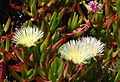 Profile Picture of Carpobrotus - Wikipediaon Wikipedia