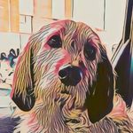 Profile Picture of Paul Hindley (@_bertiebasset) on Instagram