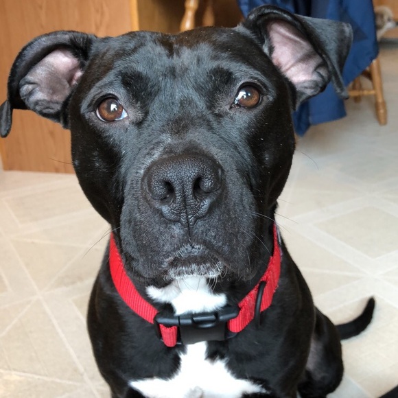 Profile Picture of Ellie Canaday (@ellie_canaday) on Poshmark