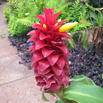 Profile Picture of Sistrcat (@sistrcat) on Flickr