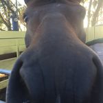 Profile Picture of Jake Pepe (@barrelracingjake) on Instagram