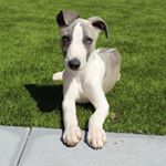 Profile Picture of Nigel Craig Lodge (@nigel.thewhippet) on Instagram