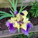 Profile Picture of Samira Hakim (@hakim1507) on Pinterest