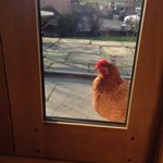 Profile Picture of Michelle O'Keeffe (@caketastic73) on Instagram