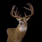 Profile Picture of Brad Lester (@lesterscustomtaxidermy) on Instagram