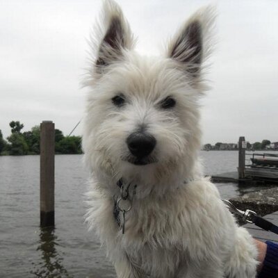 Profile Picture of Kris Davies (@krisw6) on Twitter