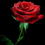 Profile Picture of Toni Funes (@Toni-Funes) on Facebook