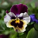Profile Picture of Jessica Boone (@jaboo515) on Instagram