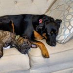 Profile Picture of Boone and Rosie (@adventures_of_boone_and_rosie) on Instagram