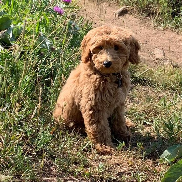 Profile Picture of Tiffany Maierle (@tmaierle) on Poshmark