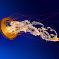 Profile Picture of Heather Pubill (@heather-pubill) on Quora