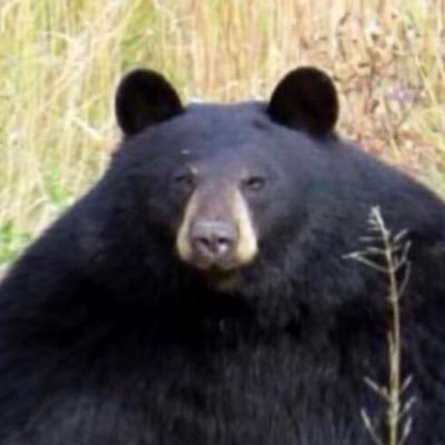 Profile Picture of Sharooz  🇨🇦 (@SharoozI) on Twitter