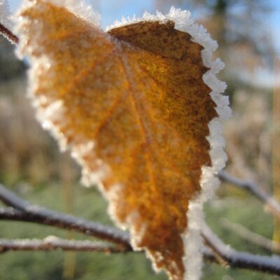 Profile Picture of Colin Mackie (@macdog459) on Twitter