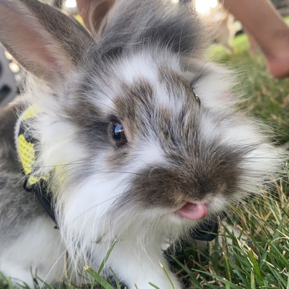 Profile Picture of Paola Parbol (@parbolpaola) on Poshmark