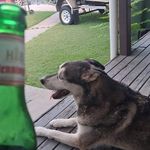 Craig Bushell - Instagram Profile Picture of Craig Bushell (@blackfish_king) on Instagram