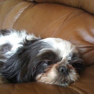 Profile Picture of Truffles Cernius (@TruffTheGruff) on Twitter