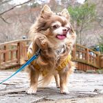 Profile Picture of jenimama (@jeni.chihuahua) on Instagram