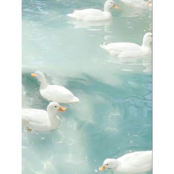 Profile Picture of Maddison Bleyl (@maddisonbleyl30) on Poshmark