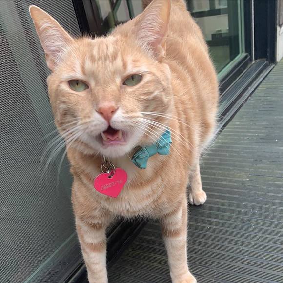 Profile Picture of Alyssa Morganti (@alyssalett) on Poshmark