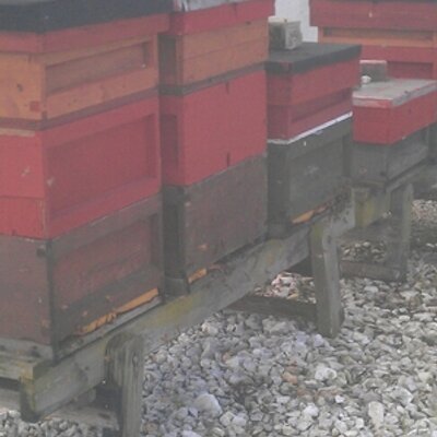 Profile Picture of David Hanson (@hansonherefords) on Twitter