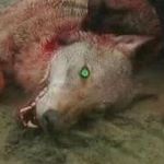 Profile Picture of JOE PEÇORA (@joe.pecora) on Instagram