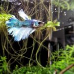 Profile Picture of Michael Elfering (@melfering) on Instagram