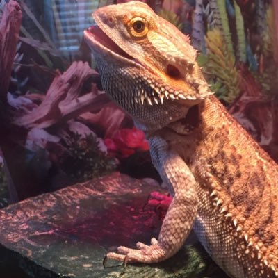 Profile Picture of Bernard Blake (@BernDoesThings) on Twitter